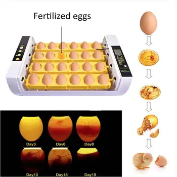 Huevos de la Incubadora Automática Completa de la Incubadora de 24PCS Pato Huevos de Aves Pequeñas Aves de corral en Incubadora Digital de Pollo de Cría Cuadro